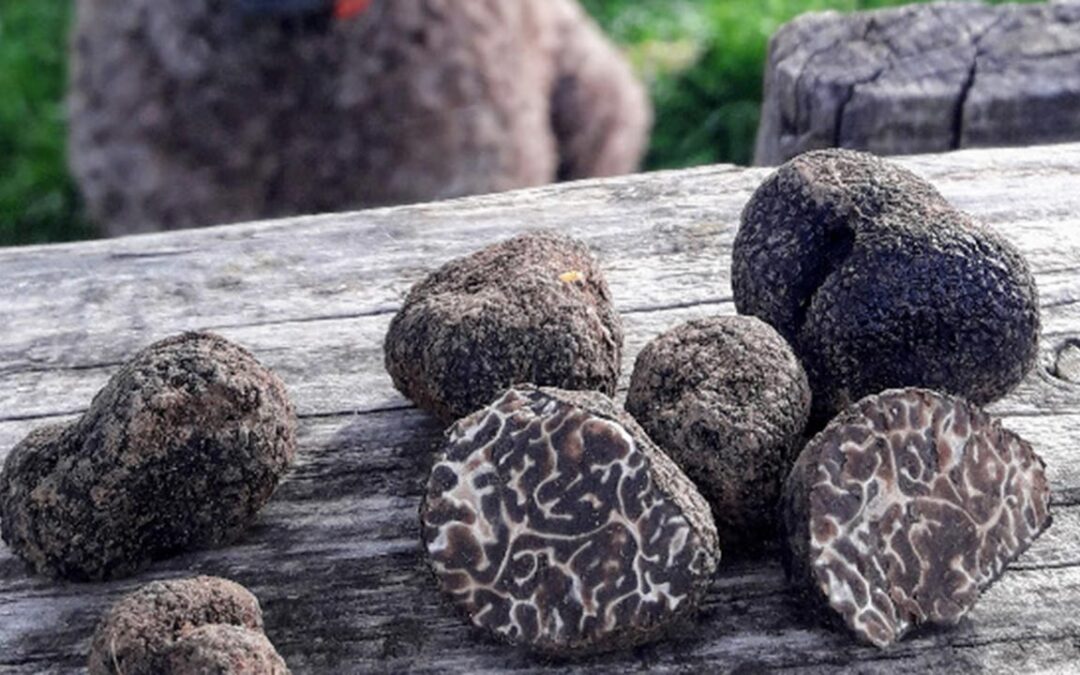 Truffle Hunting